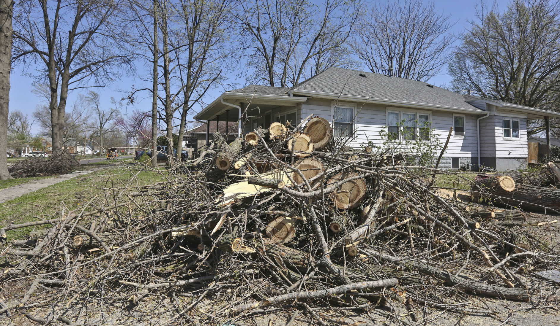Tree limbs in April